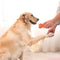 Jouet à mâcher pour chien en forme d'os grinçant durable
